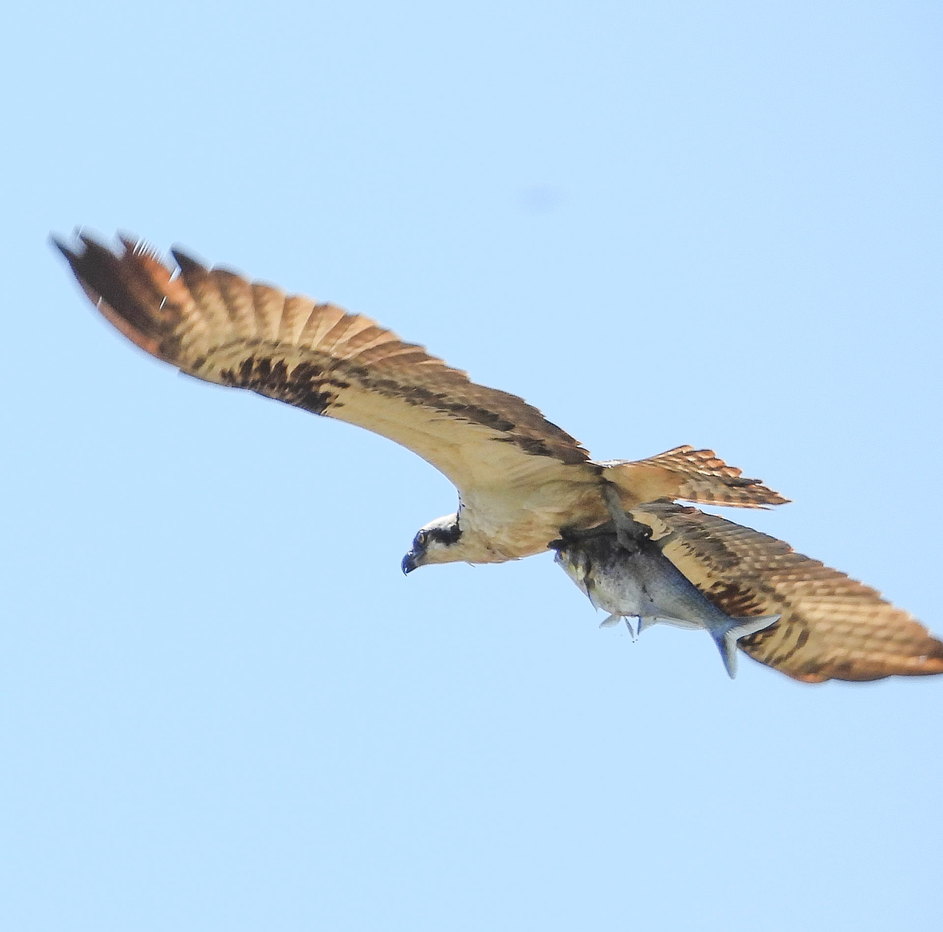 Osprey carrying a fish