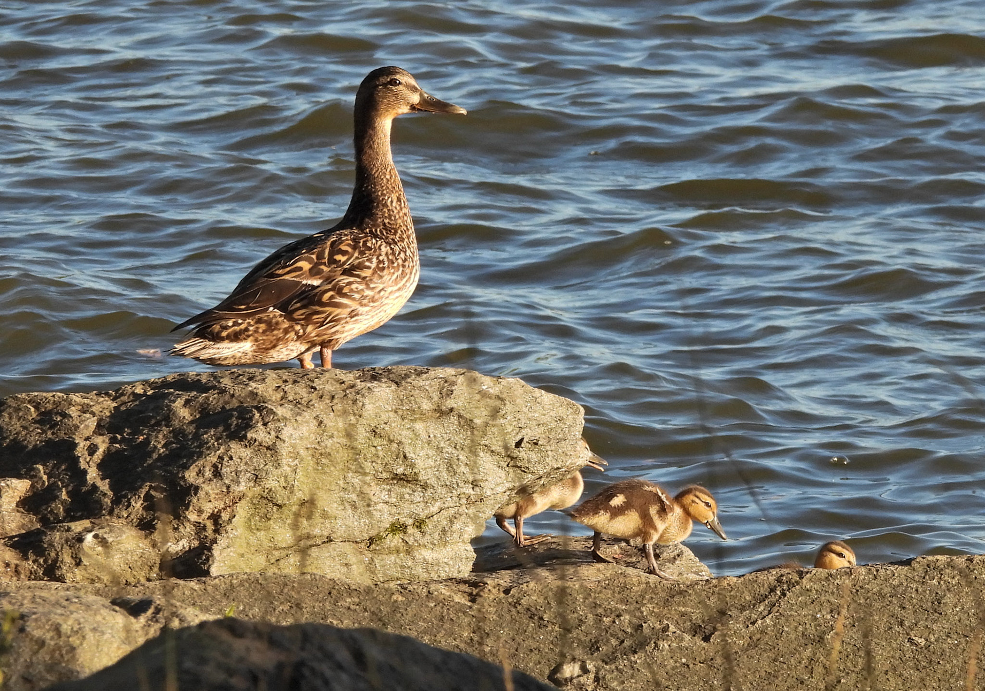 A mother Mallard takes her ducklings for a swim in the Potomac.