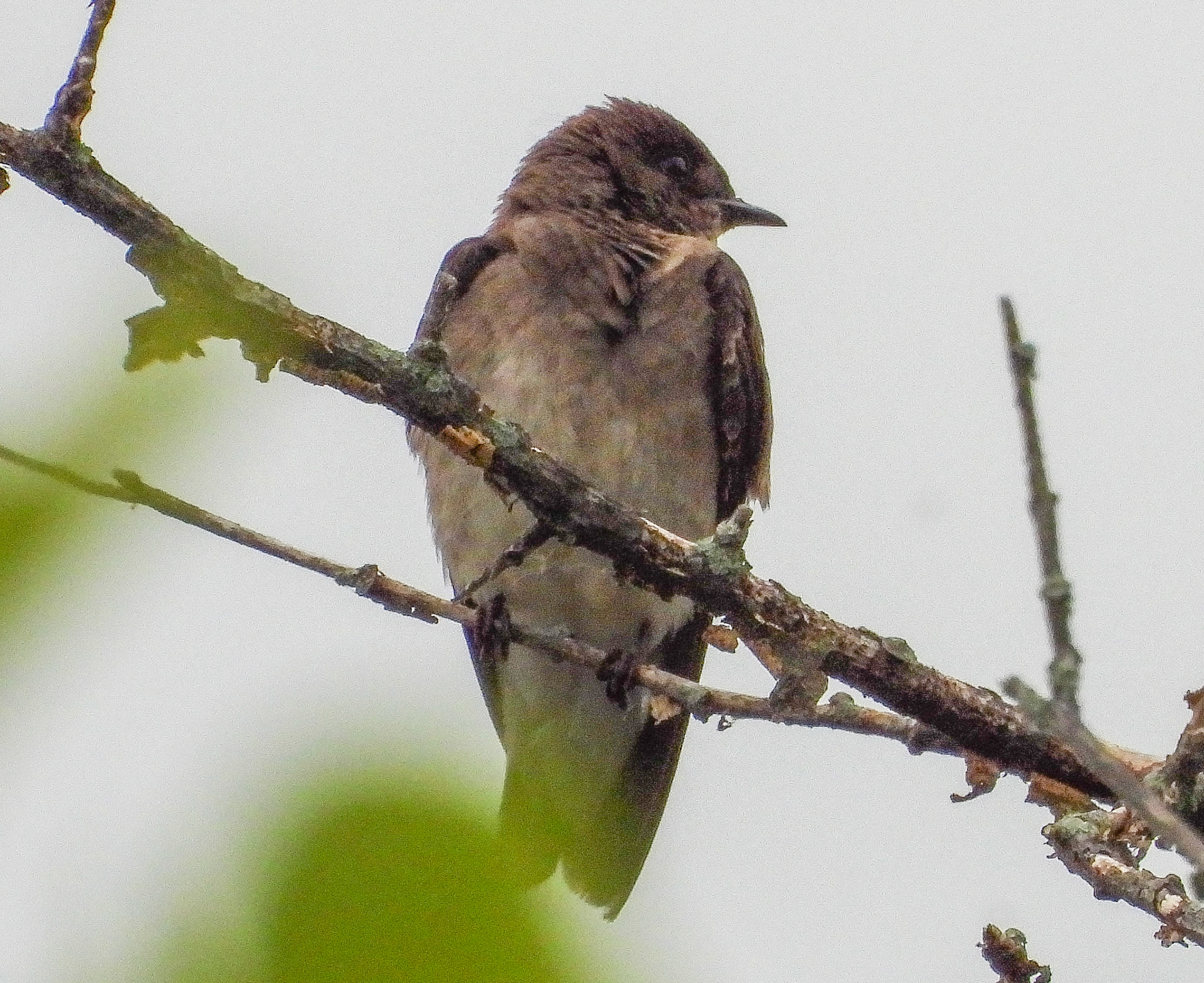 Northern Rough-Winged Swallow