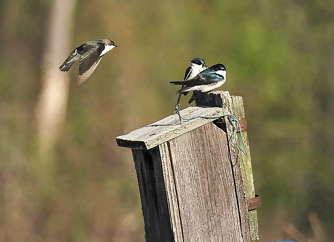 Competition among Tree Sparrows for mates and prime nesting sites is fierce.