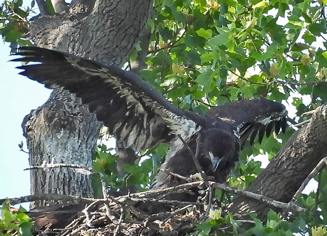 May 4 - The larger eaglet flaps its wings.