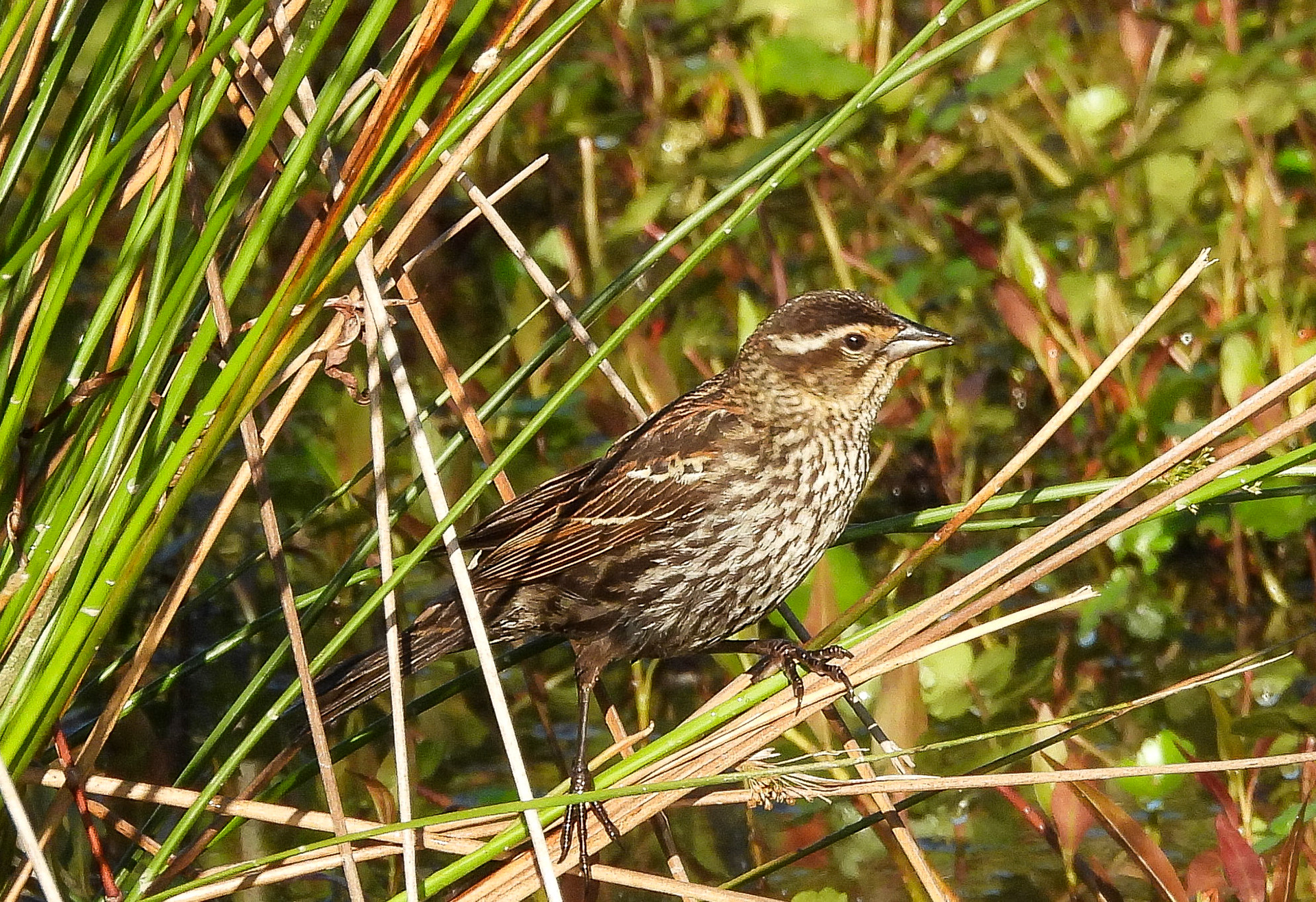 Red Winged Blackbird female