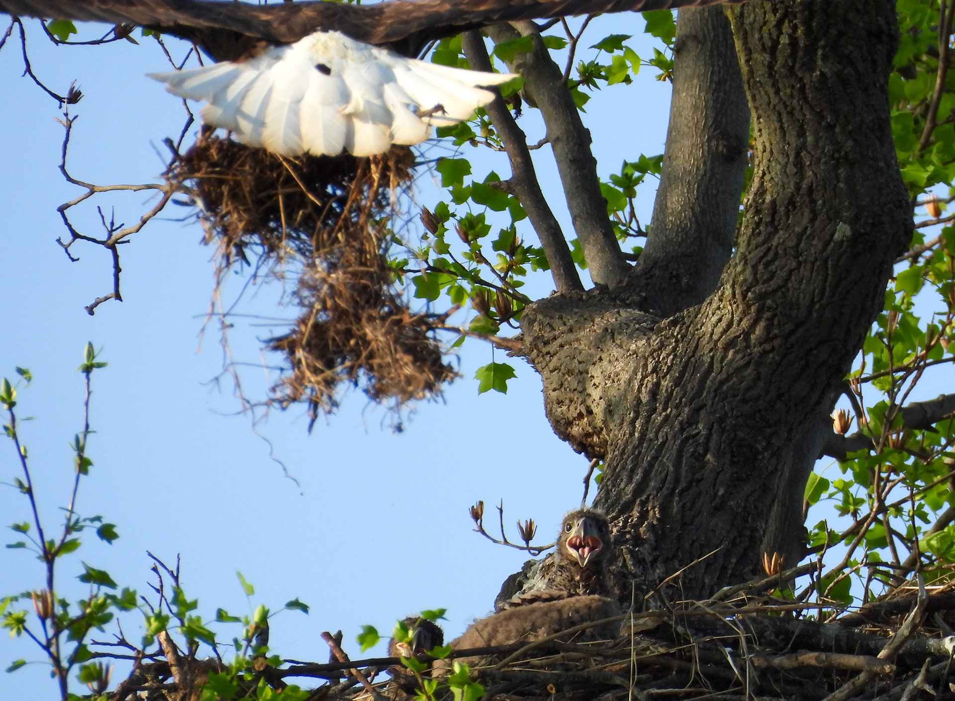 April 4 - Parent brings material to shore up the nest.