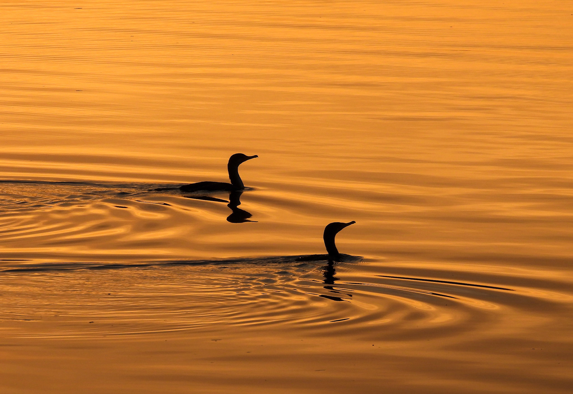 Double Crested Cormorants at dawn.  Soon they will head north to their breeding grounds.