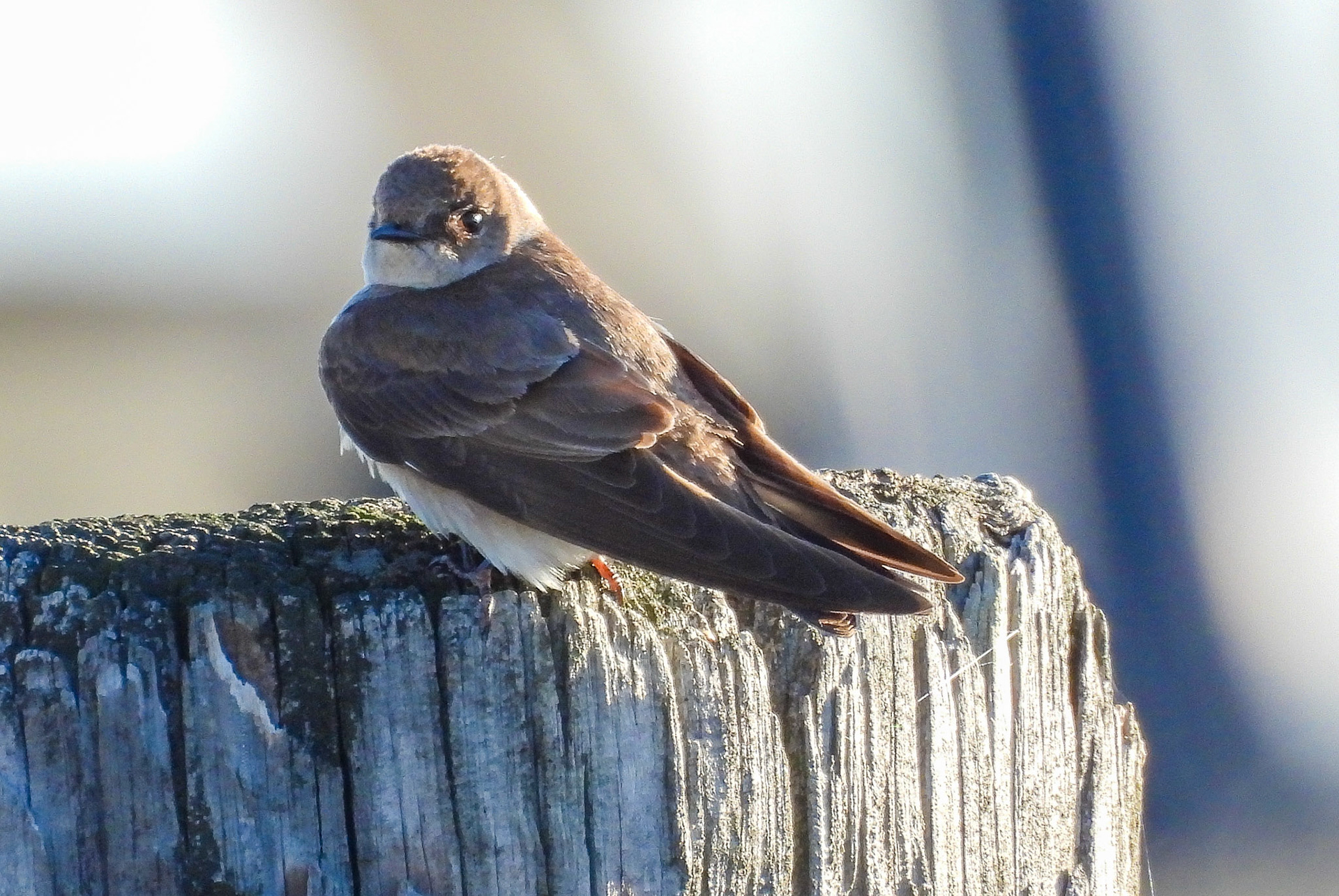 Northern Rough-winged Swallows venture north of the gulf coast and Mexico only to breed in the spring and summer.