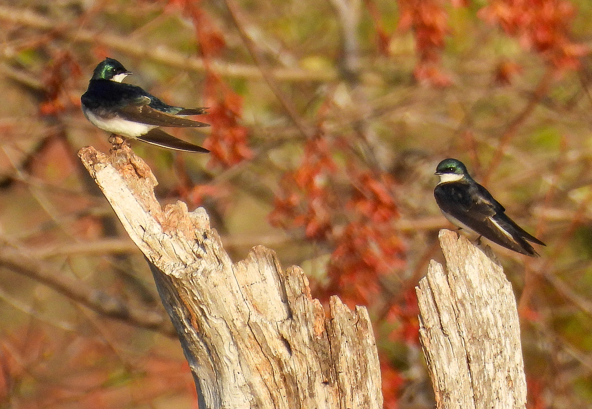 Tree Swallows