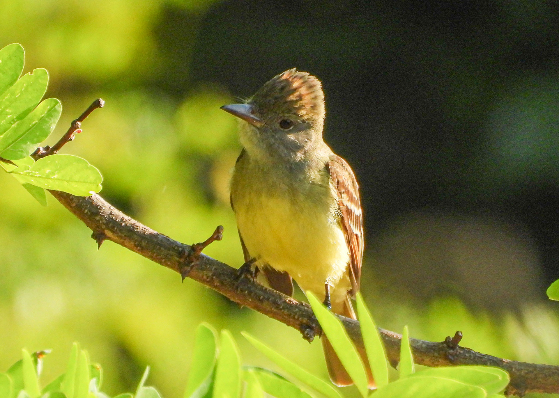 A Great Crested Flycatcher with it's crest raised, which is usually a sign of aggression or a courtship display.