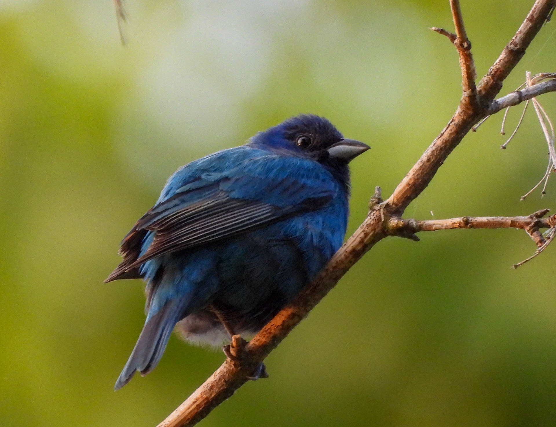 Indigo Bunting