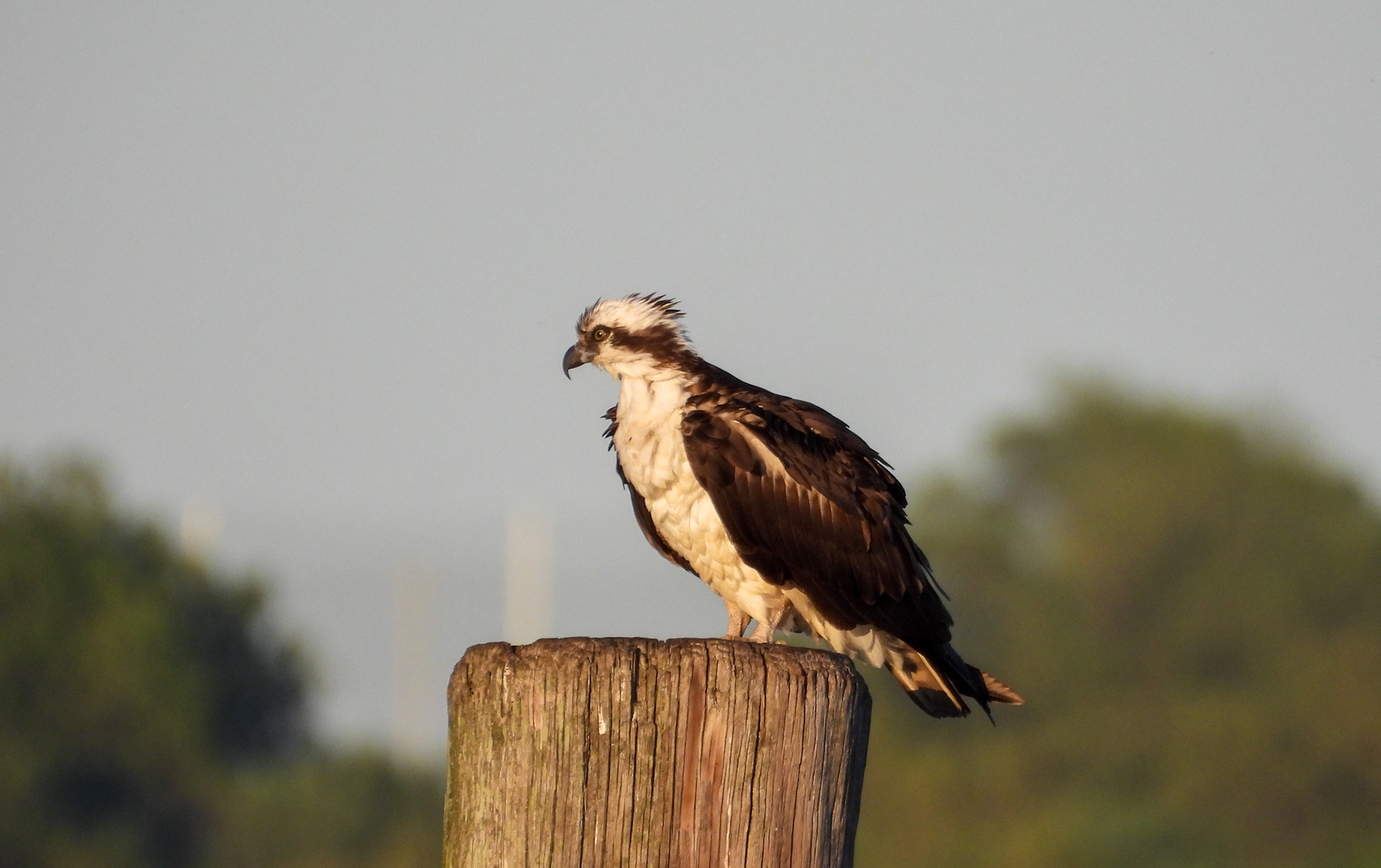 Osprey