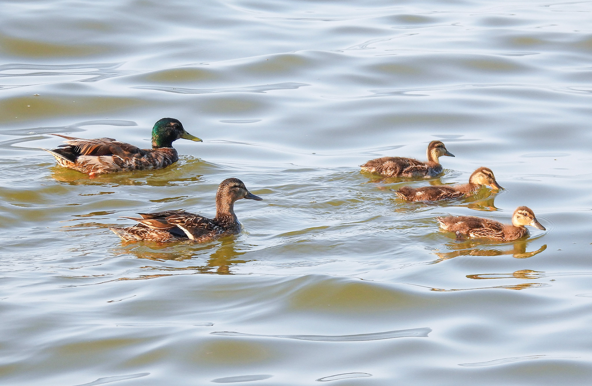 Mallard Family Outing 1/3