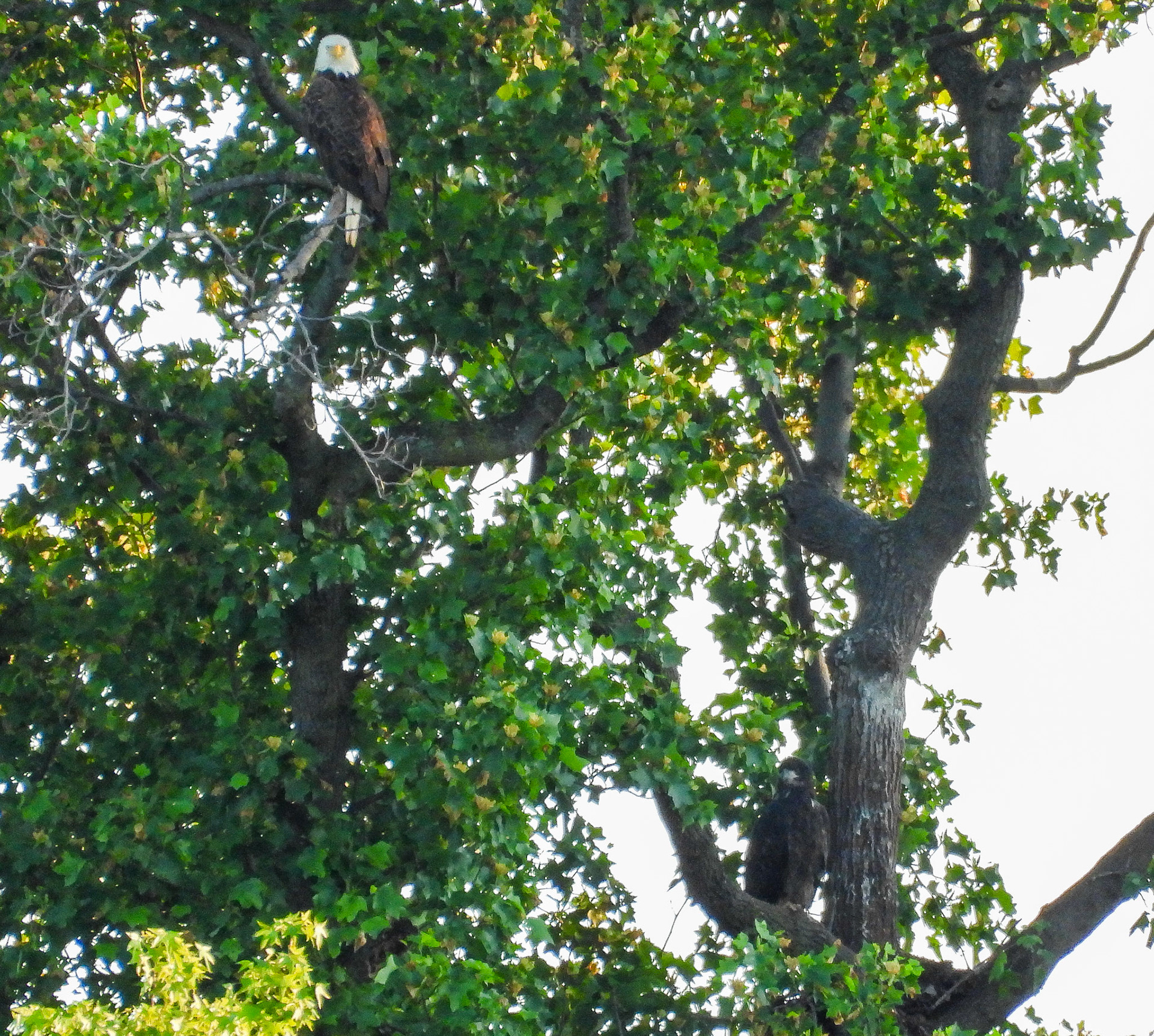 May 11 - Adult and eaglet near the nest site.