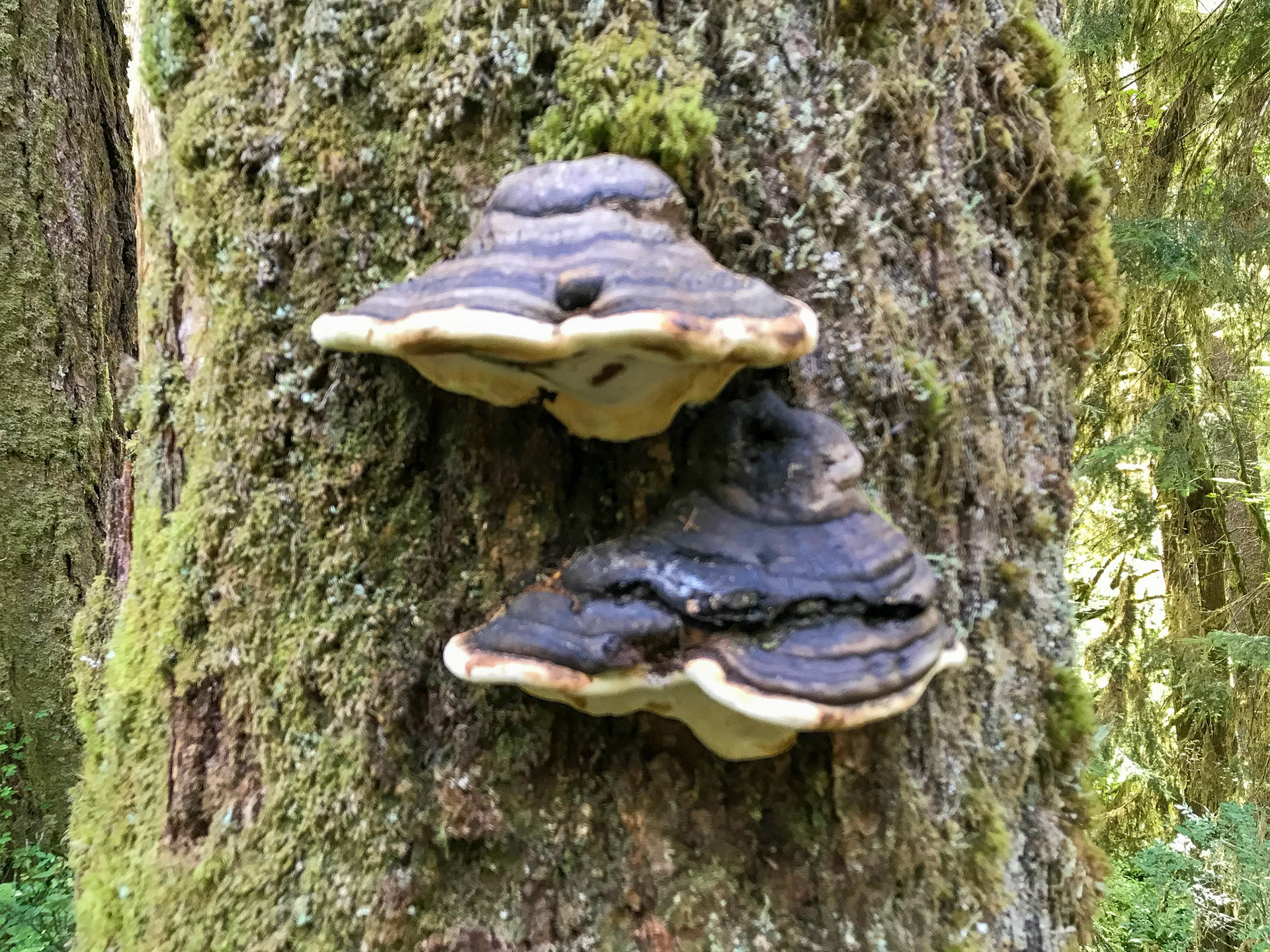 Olympic National Park