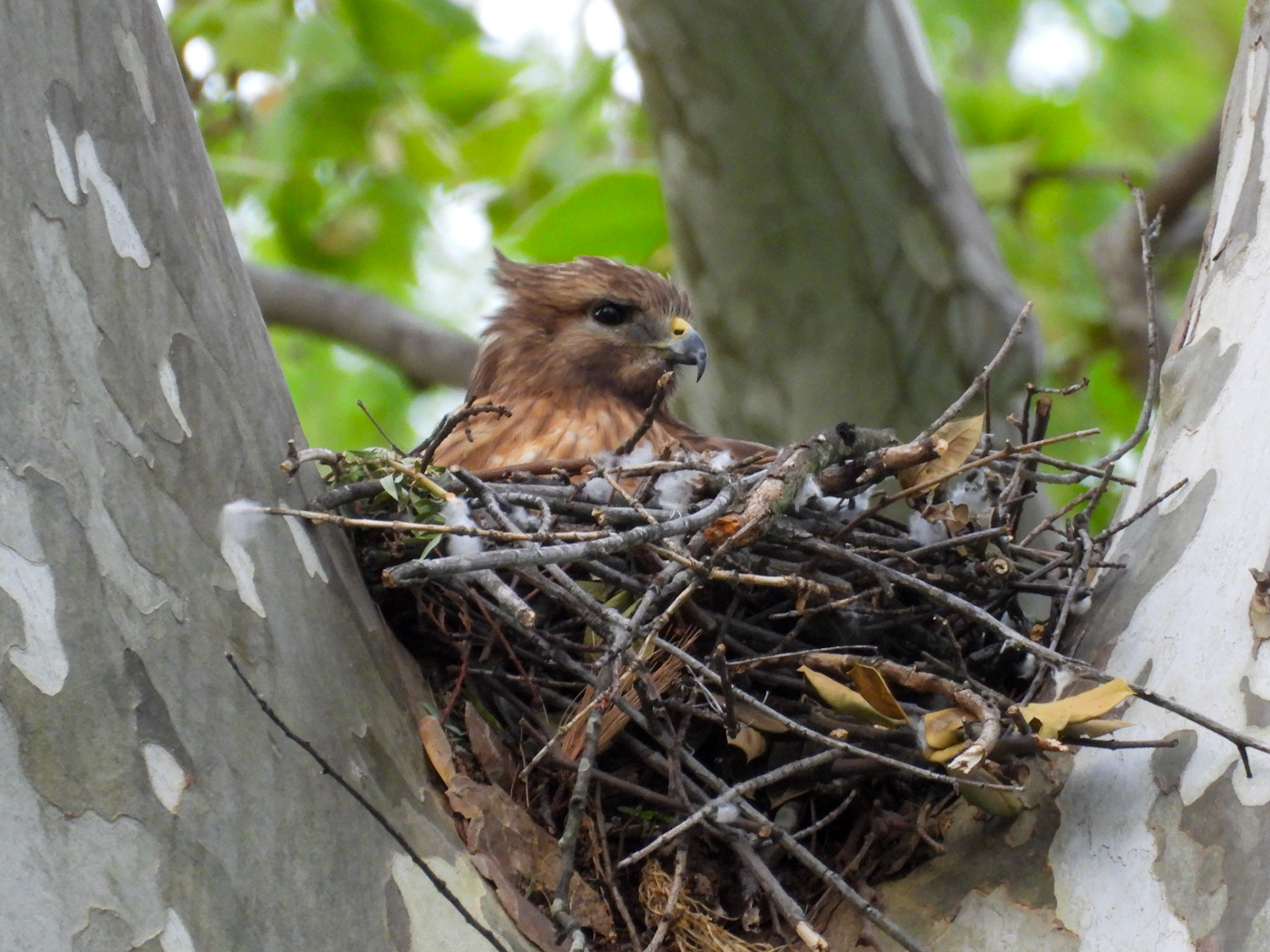 April 22 - Incubating