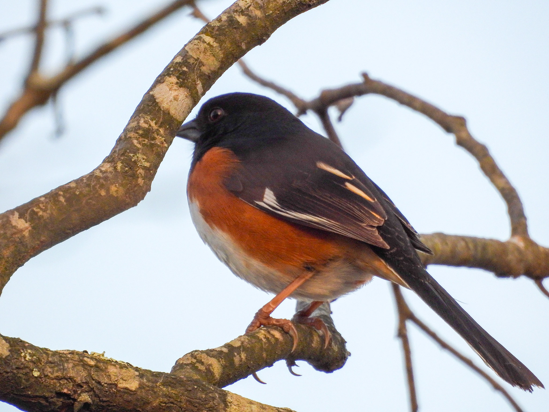 Eastern Towhee