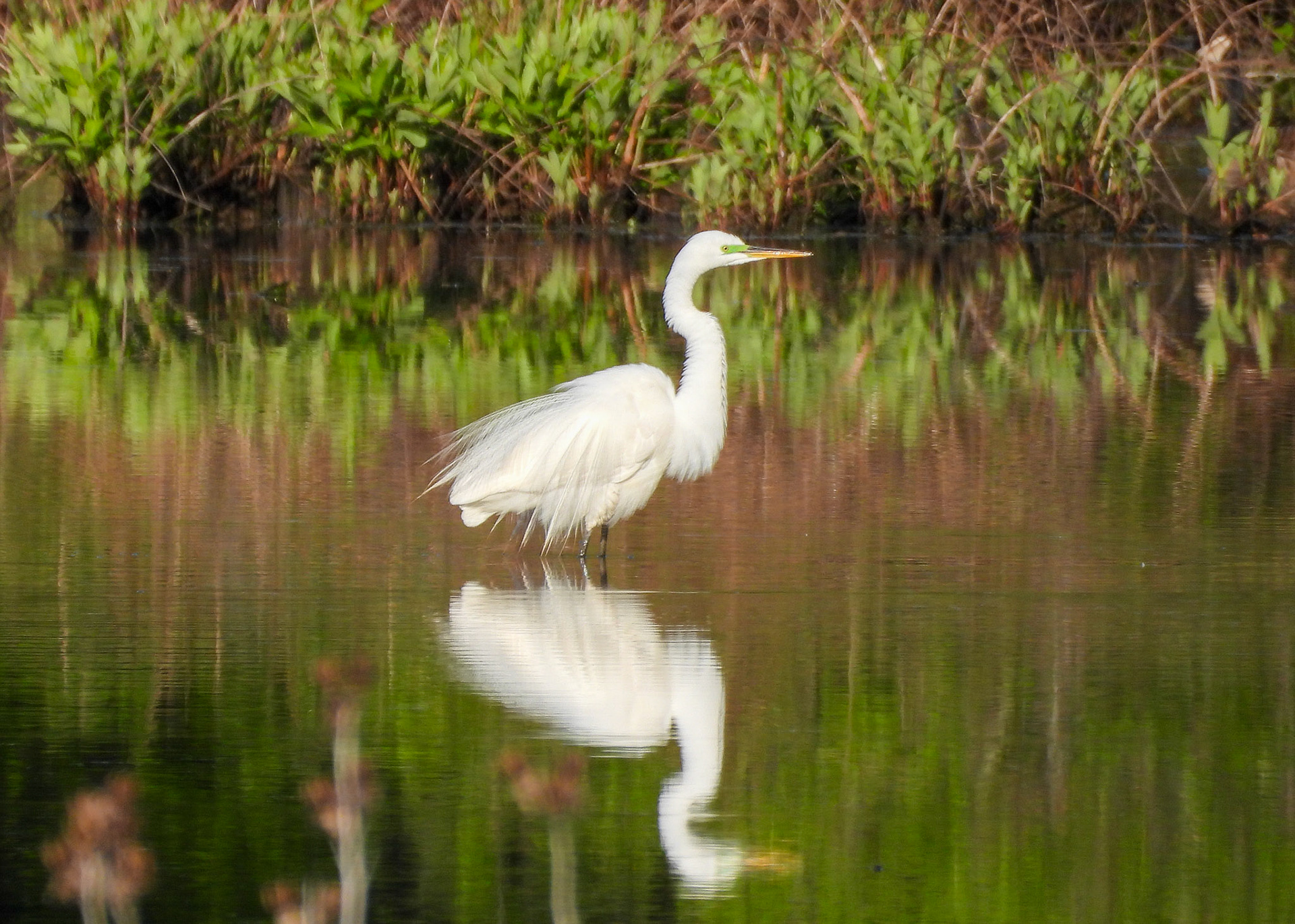 Great Egret