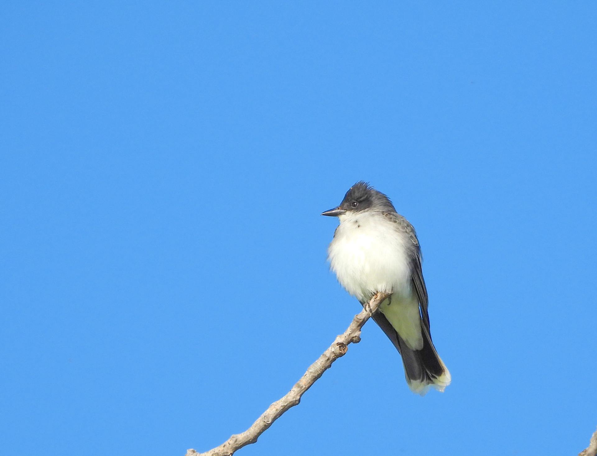 Eastern Kingbird
