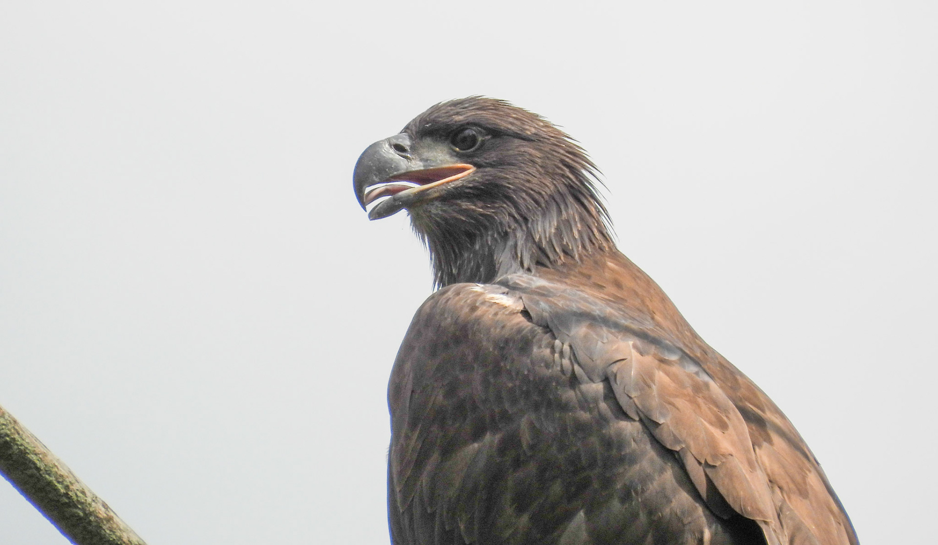 June 6 - Eaglet pants to stay cool