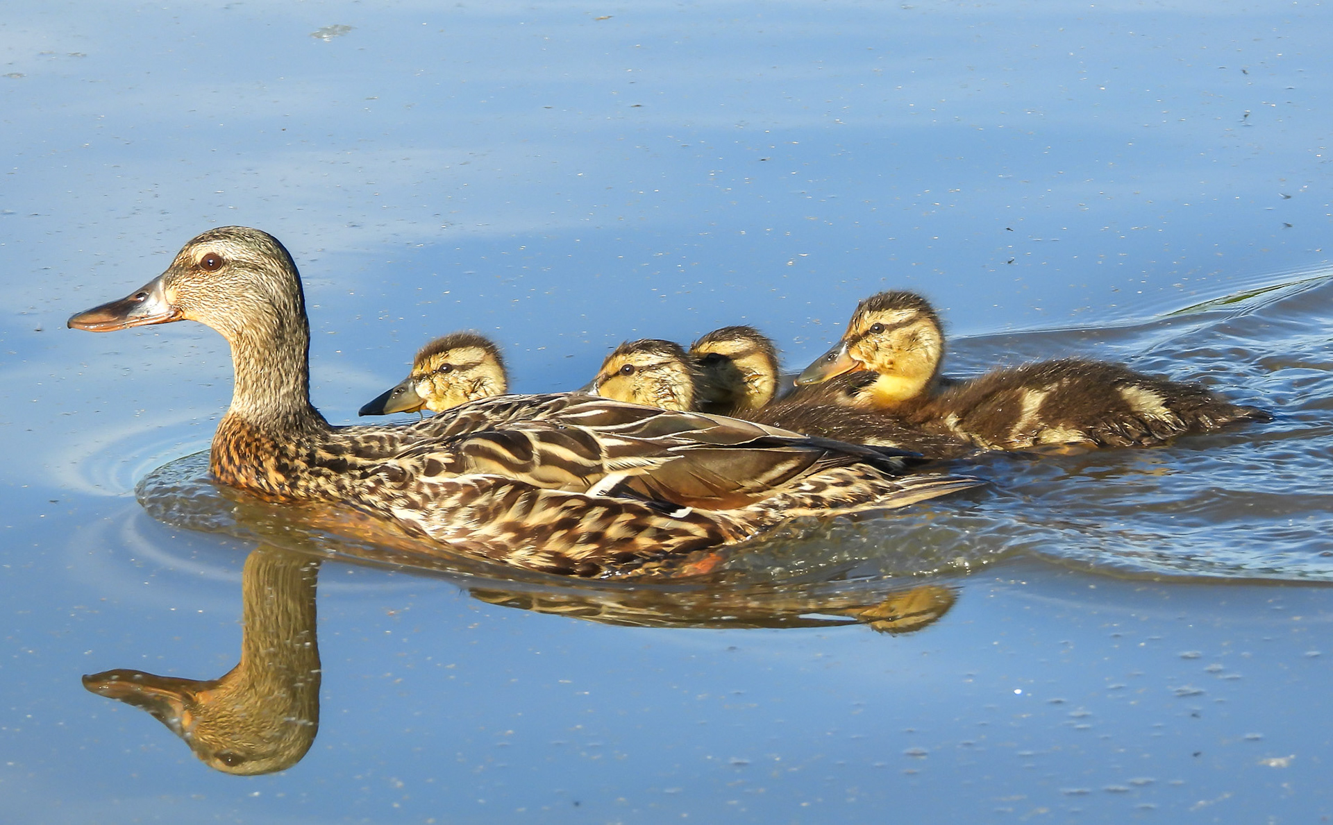 Mother Mallard with her ducklings