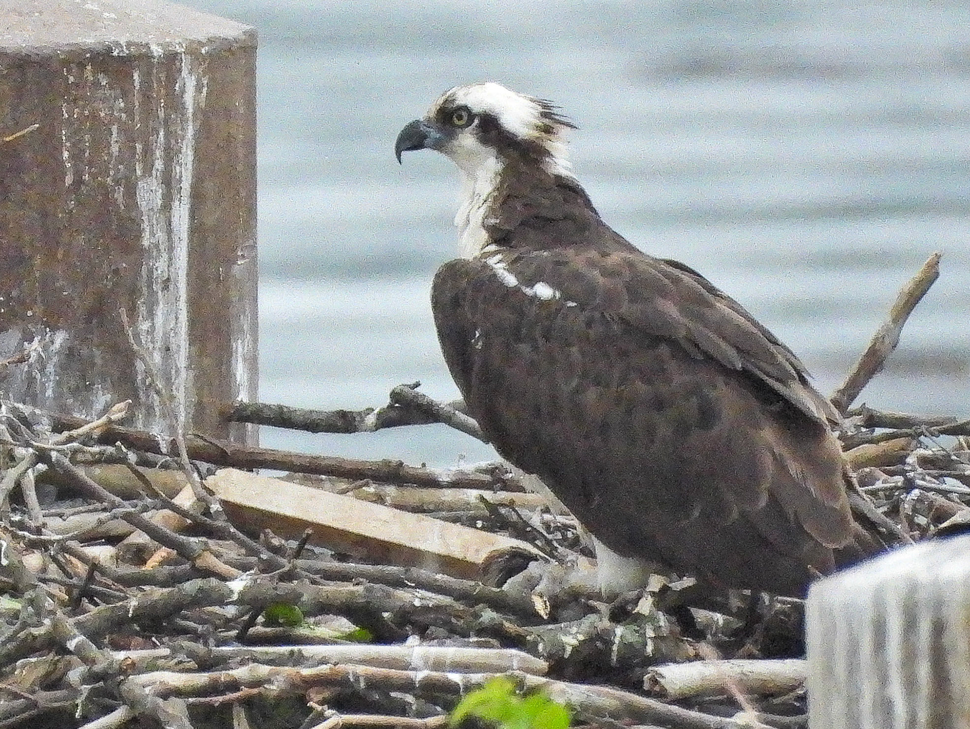 May 26 - The Ospreys have added a large piece of finished word, i.e. furniture, to the nest.