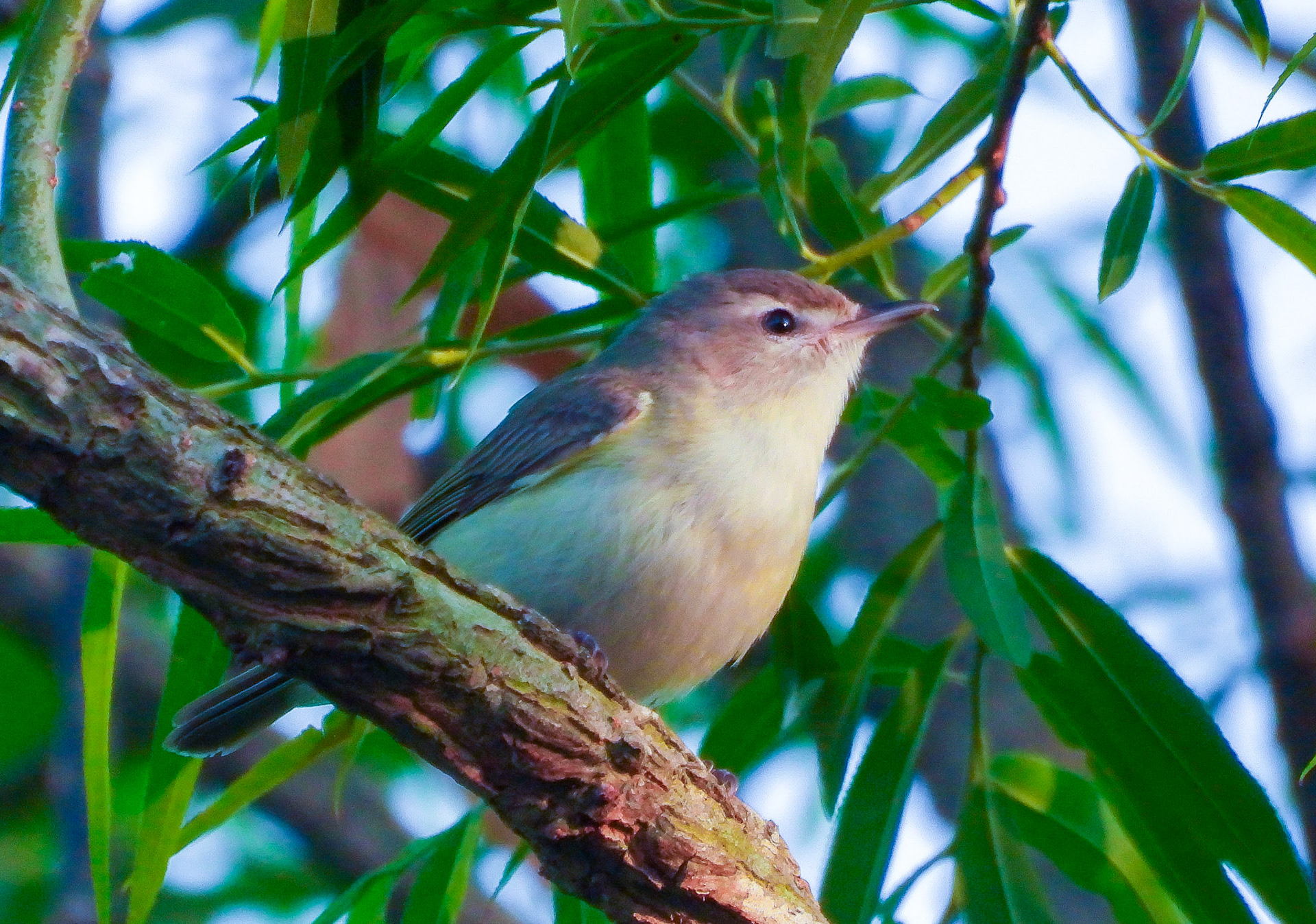 Eastern Warbling Vireo