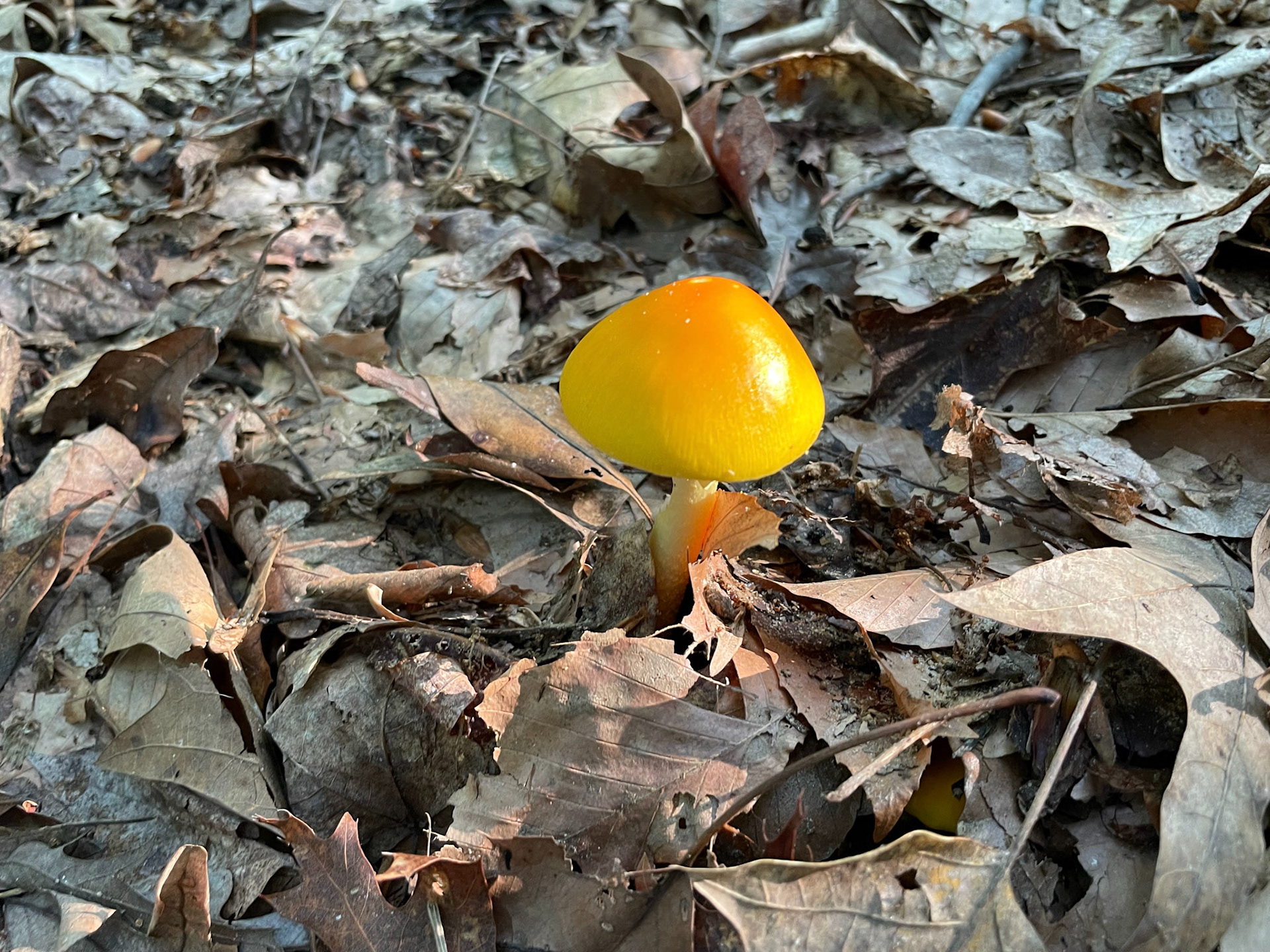 Fountainhead Regional Park, Virginia