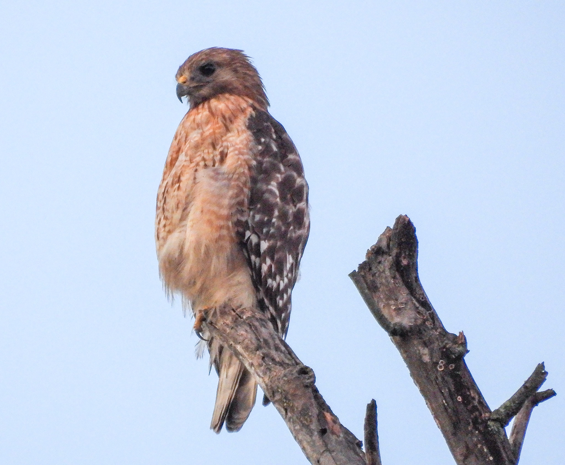 June 18 - Based on size, this could be one of the fledglings.
