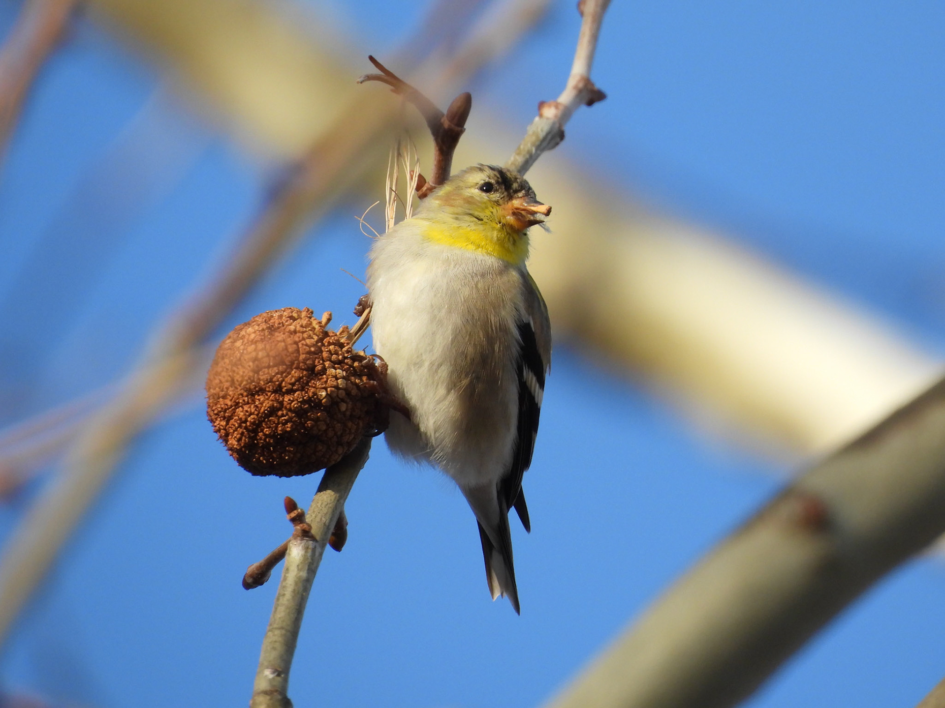 An American Goldfinch feeds on a seed ball in an American Sycamore tree.  This male is transitioning from winter plumage to its brighter spring breeding colors.