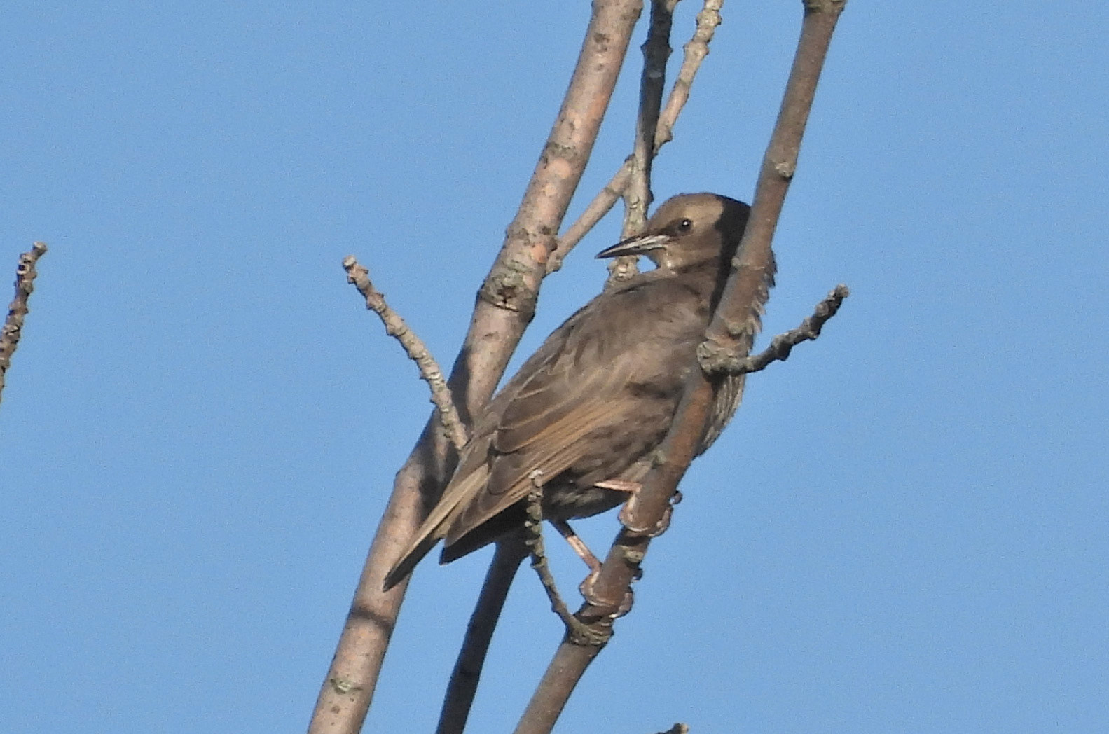 European Starling juvenile
