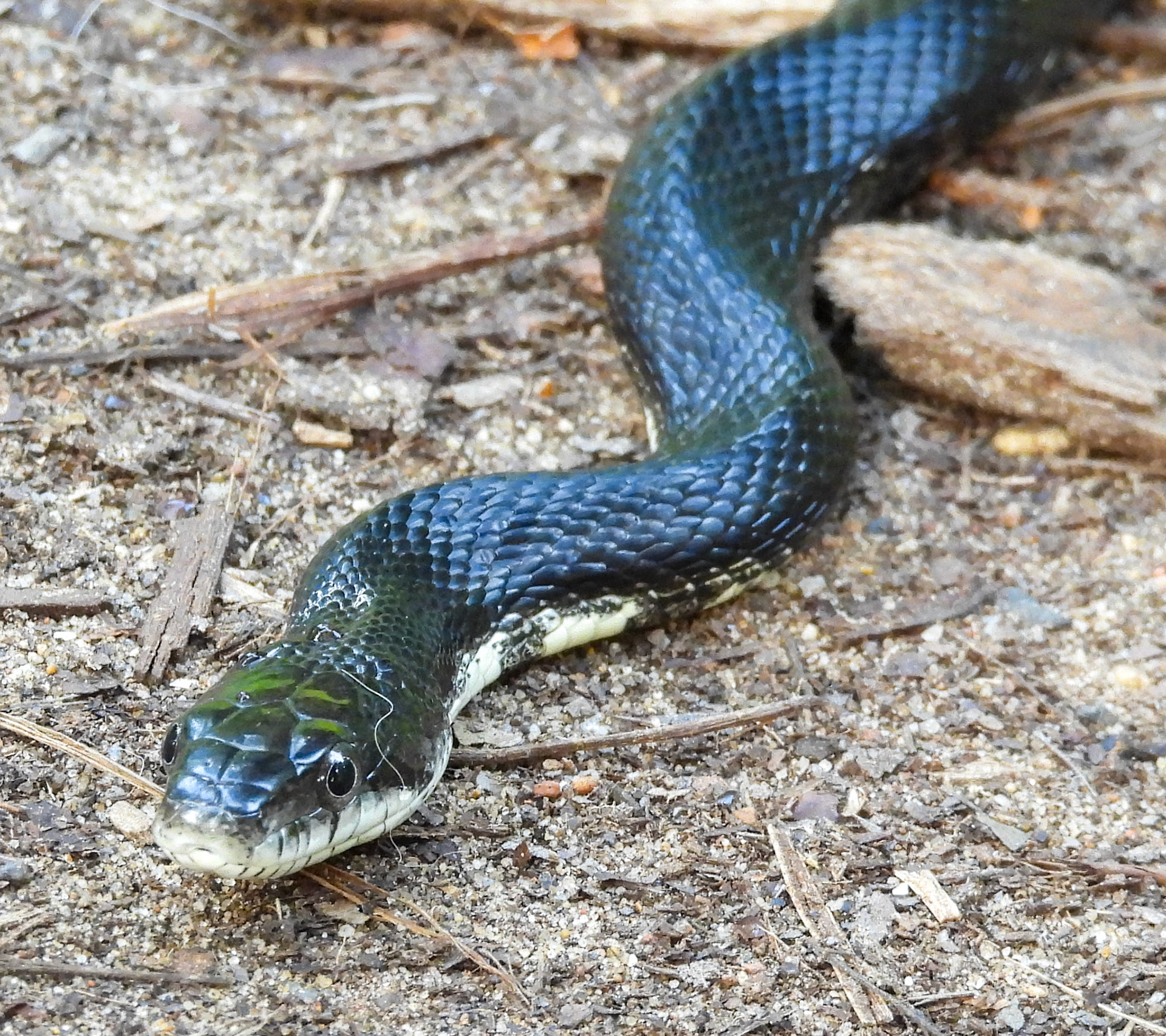 Eastern Rat Snake