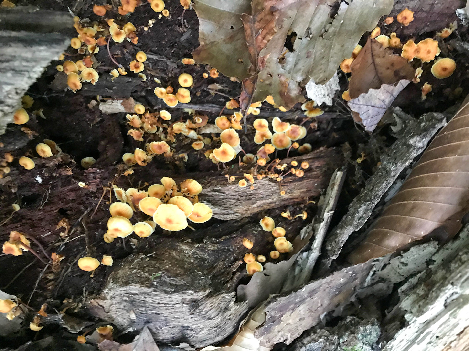 Donaldson Run Park, Arlington, Virginia