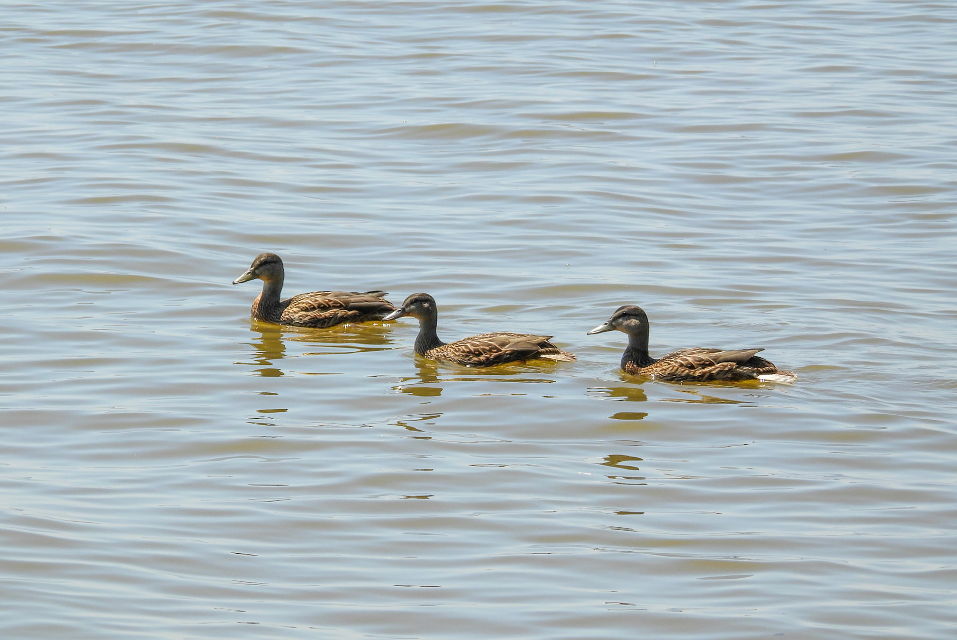 Mallard Family Outing 3/3