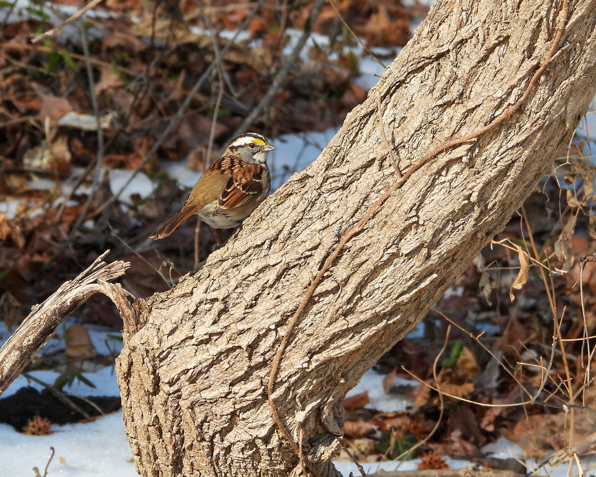 White-Throated Sparrow