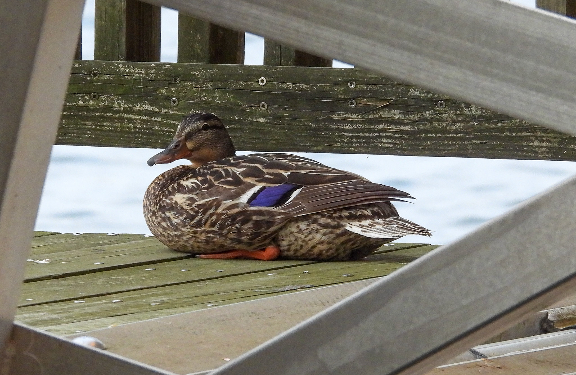 Mallard (Female)