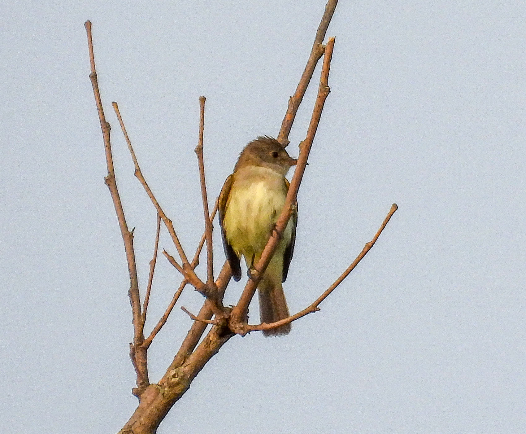 Willow Flycatcher