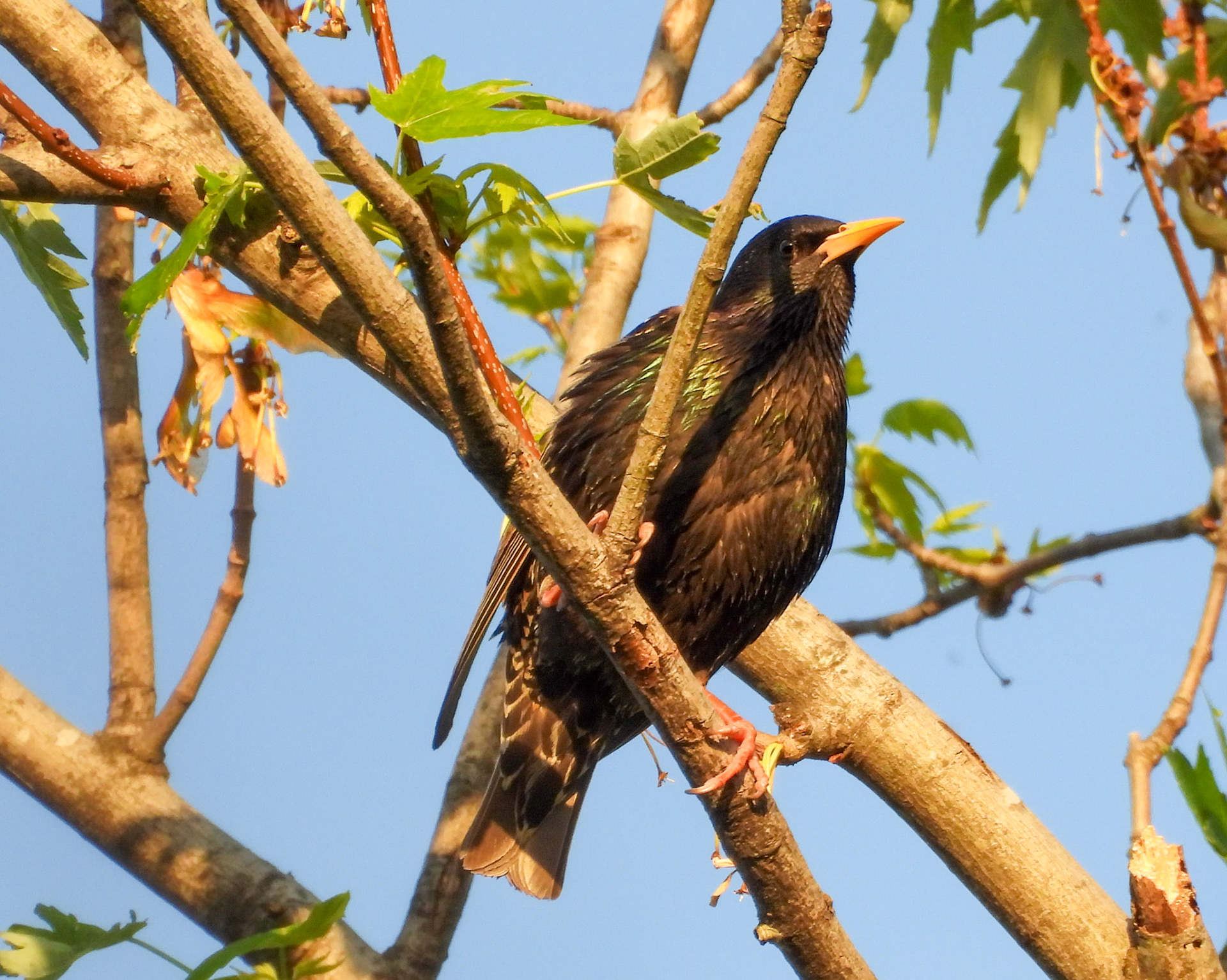 European Starling