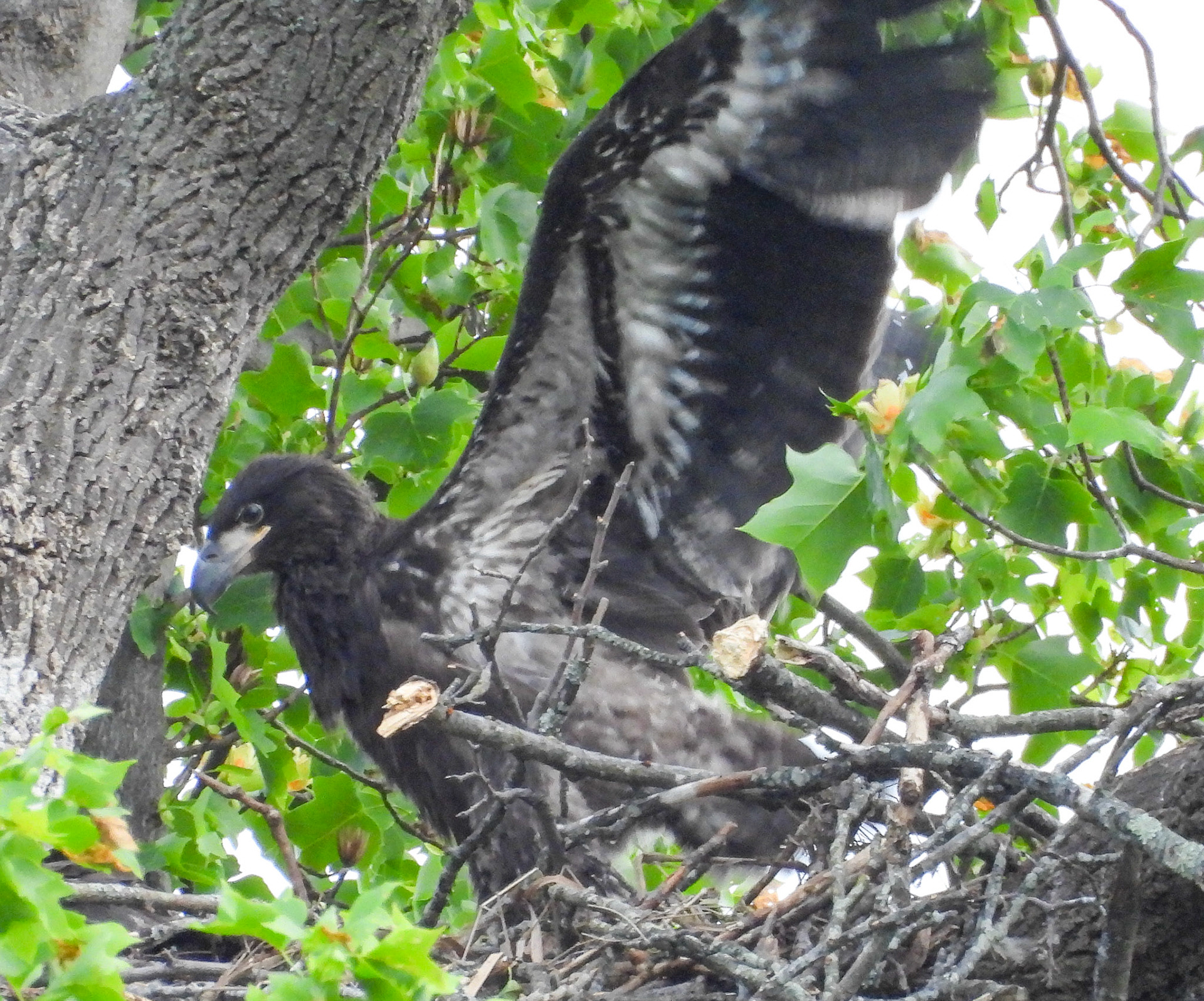 April 26 - Eaglet spread its wings, one ot the steps toward learning to fly.