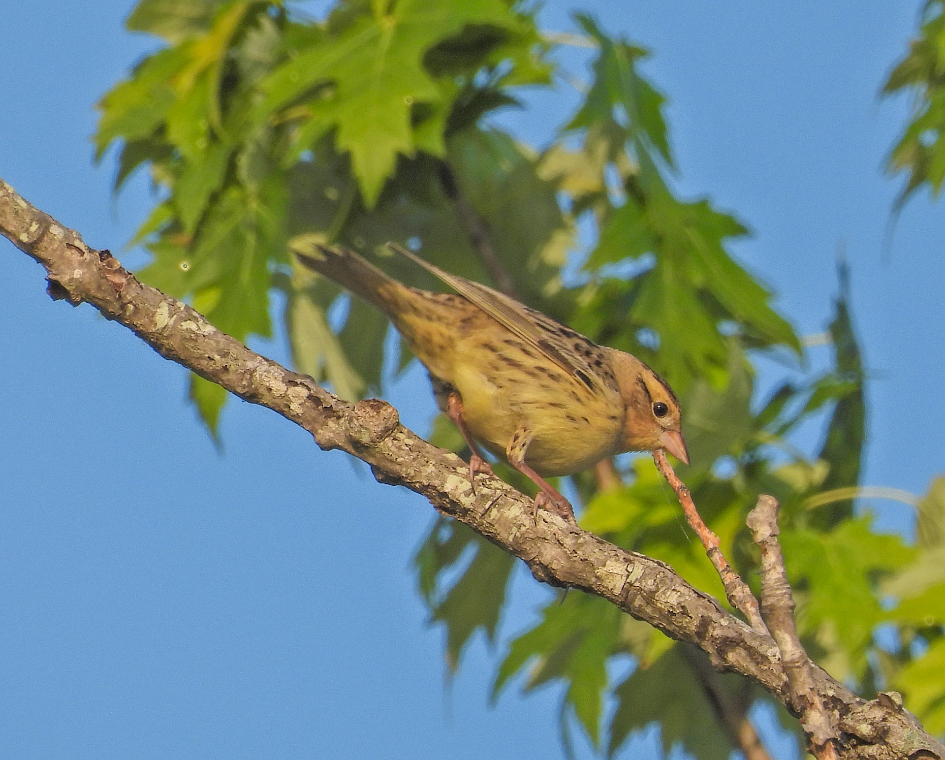 Bobolink female or non-breeding male in mid-May.  Bobolinks can travel up to 12,000 miles in a year between its breeding range in the northern US and southern Canada and its wintering grounds in South America as far south as Argentina.