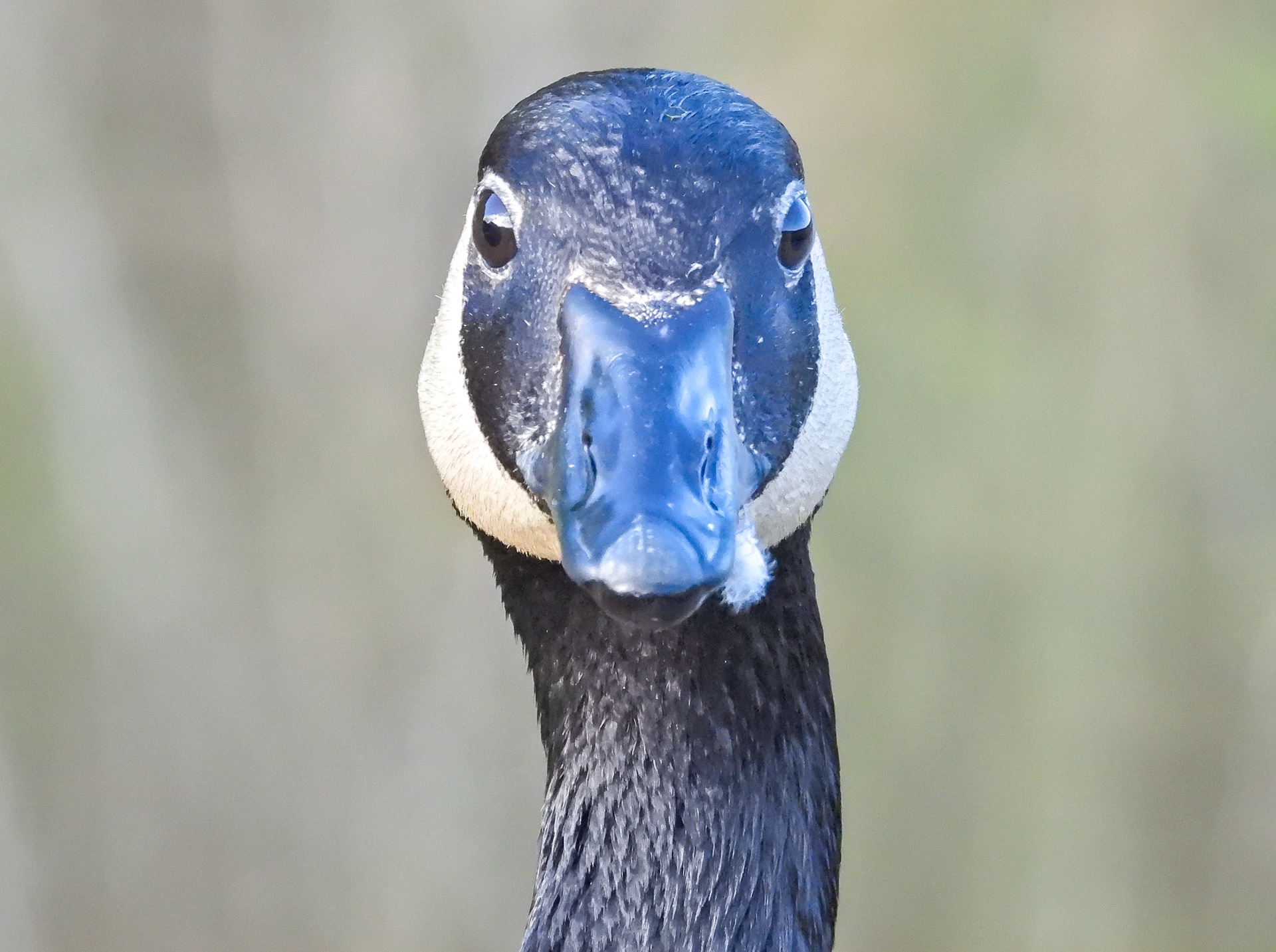 Canada Goose