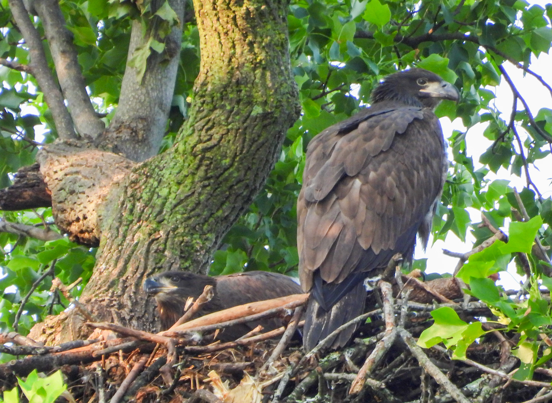 May 31 - Breakfast in the nest