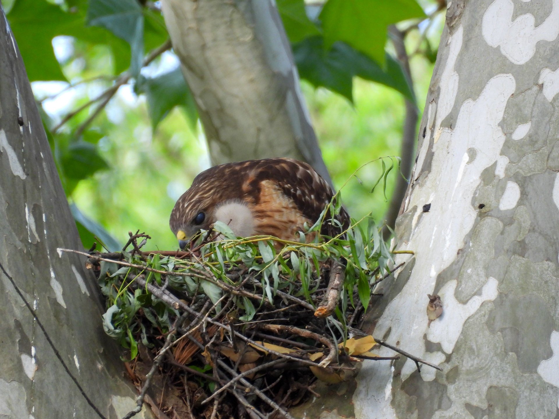 May 7 - A head pops up