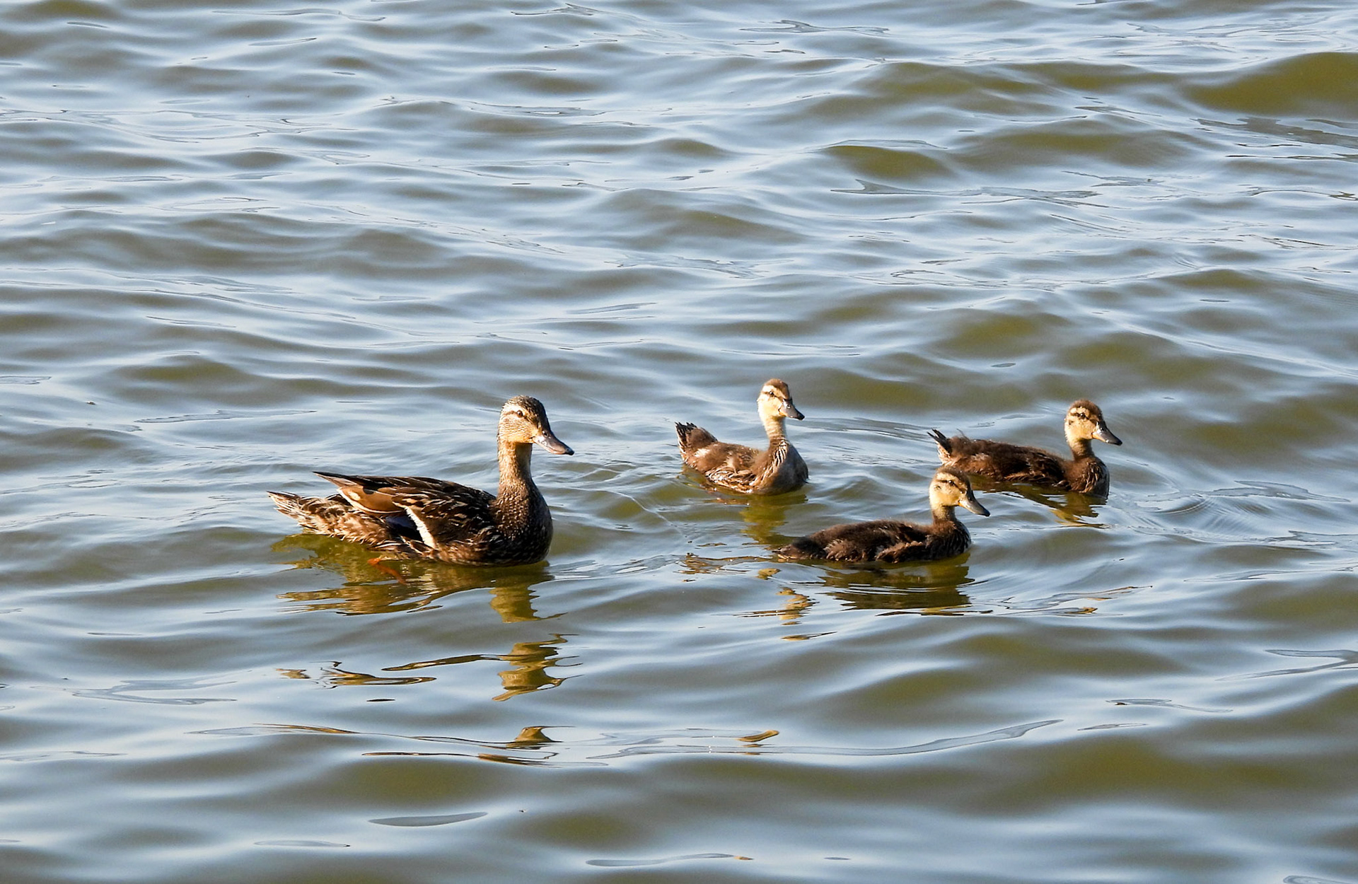 Mallard Family Outing 2/3