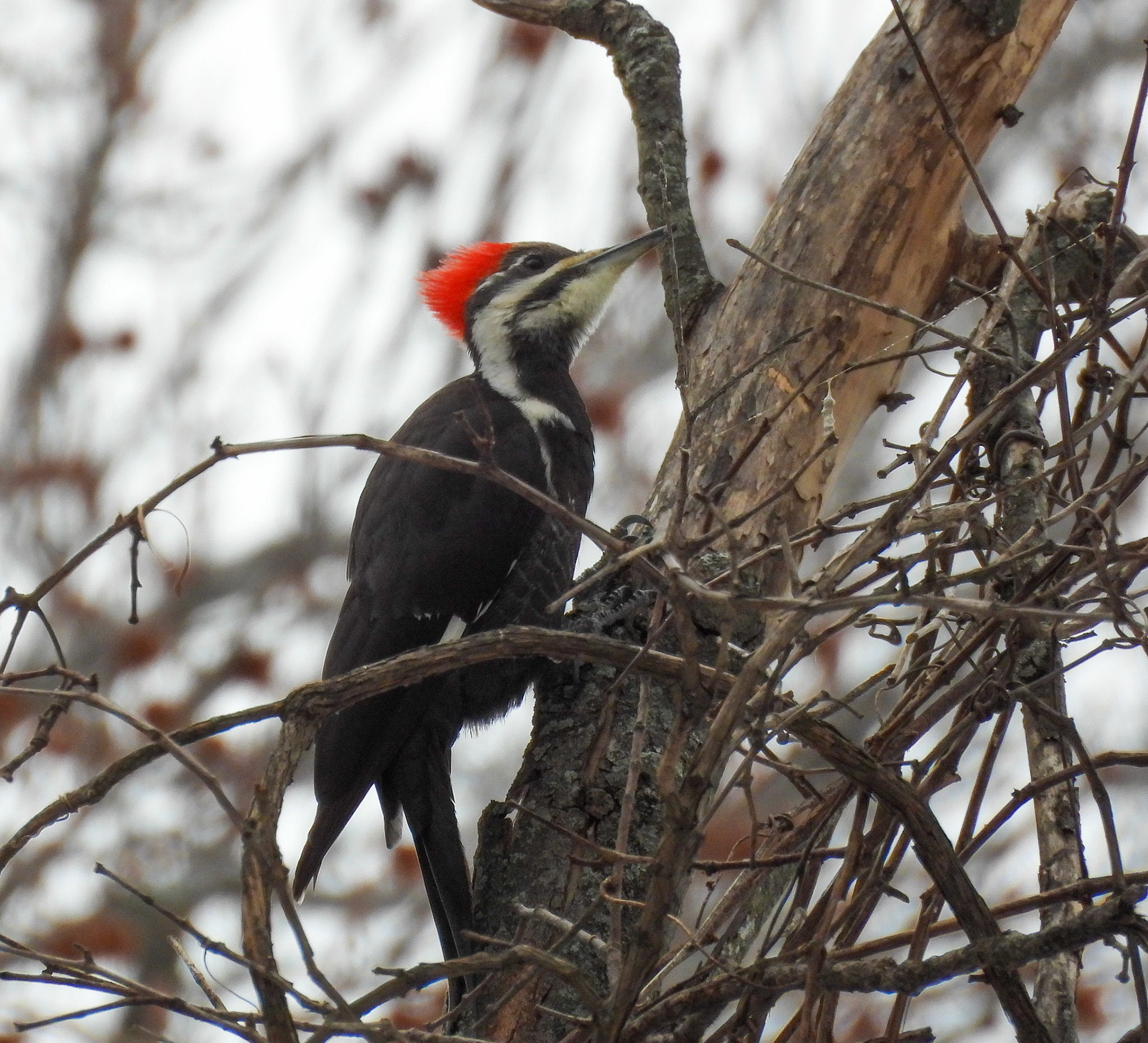 Pileated Woodpecker