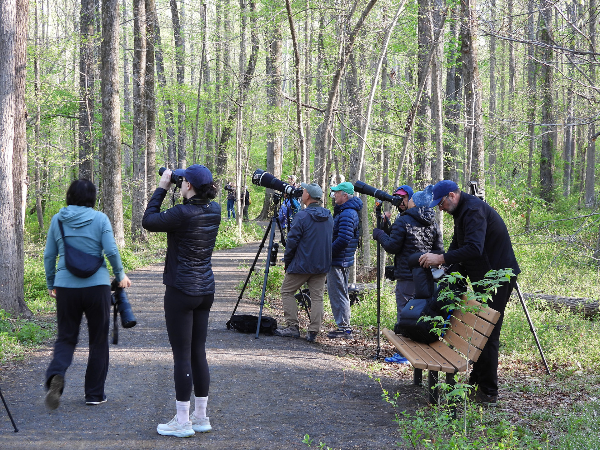 April 12 - Park visitors observing the nest from a distance to avoid disturbing the owls.  It was visitors such as these who informed the park staff of the plight of the two owlets.