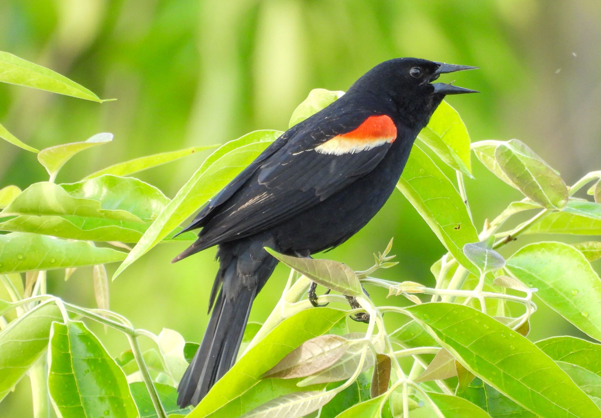 Red-Winged Blackbird