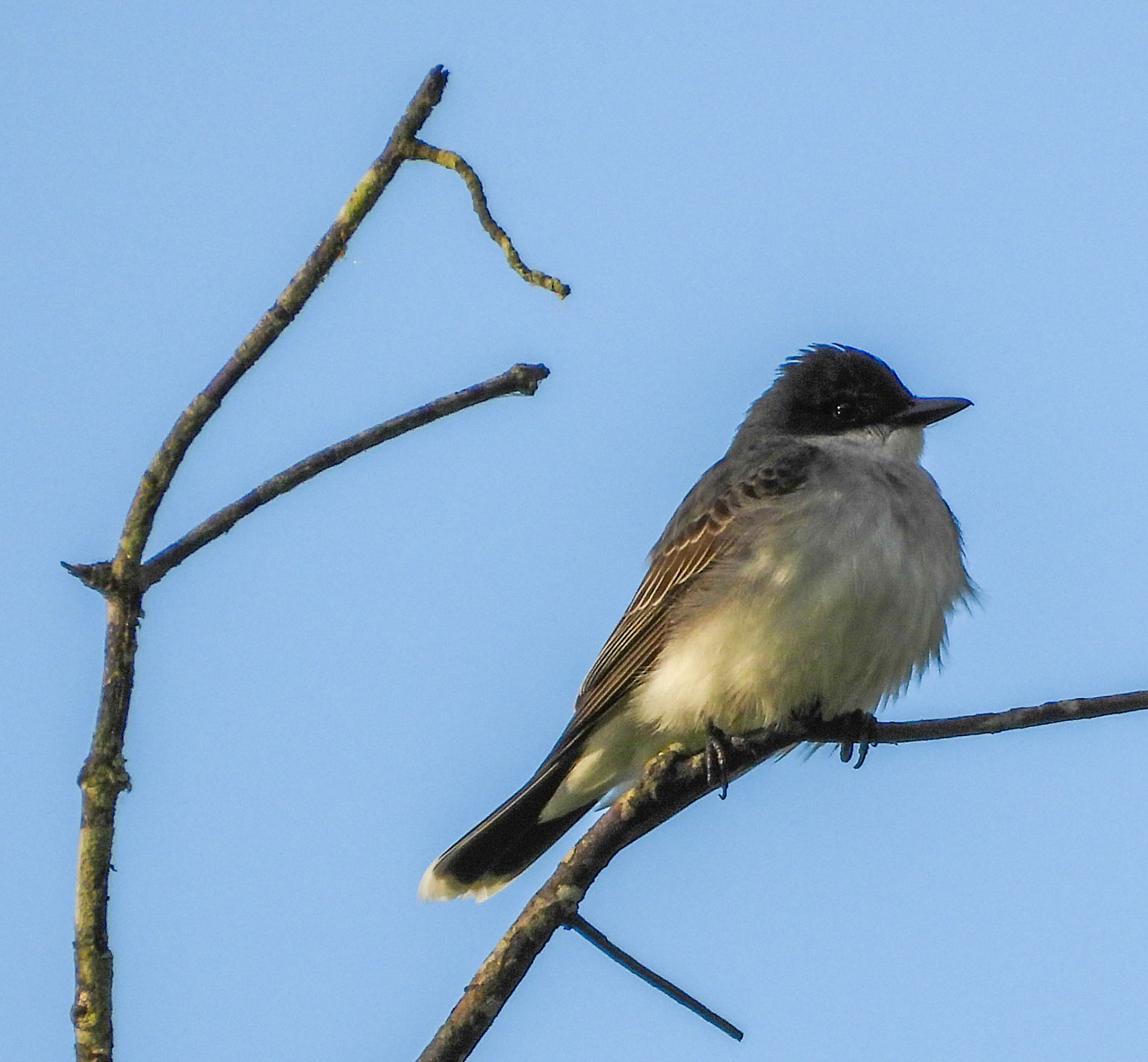 Eastern Kingbird