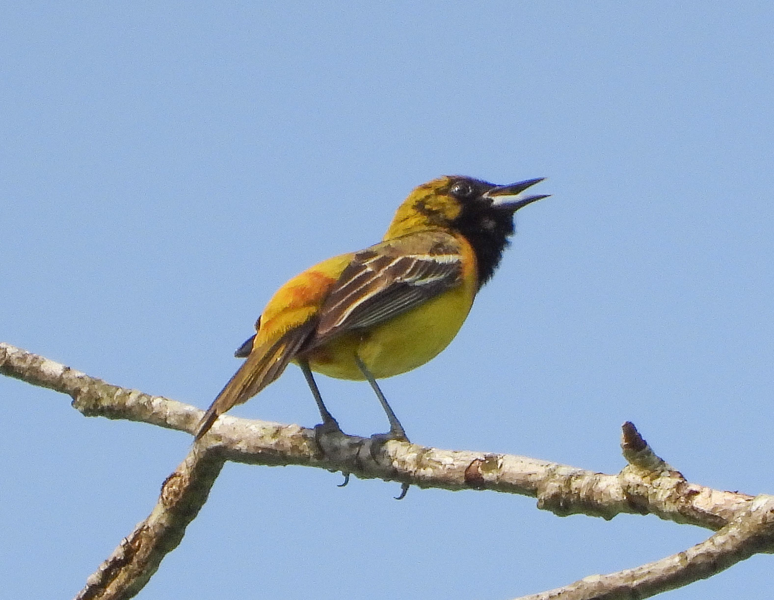 Orchard Oriole (Immature Male)