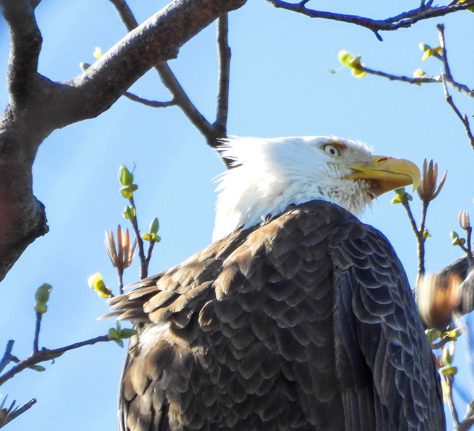 Bald Eagle