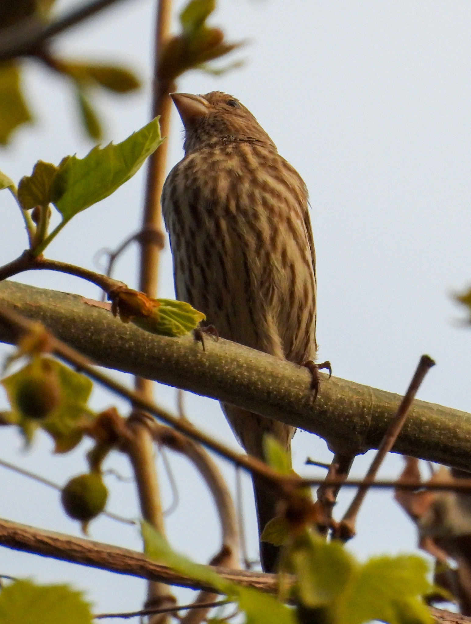House Finch (Female)