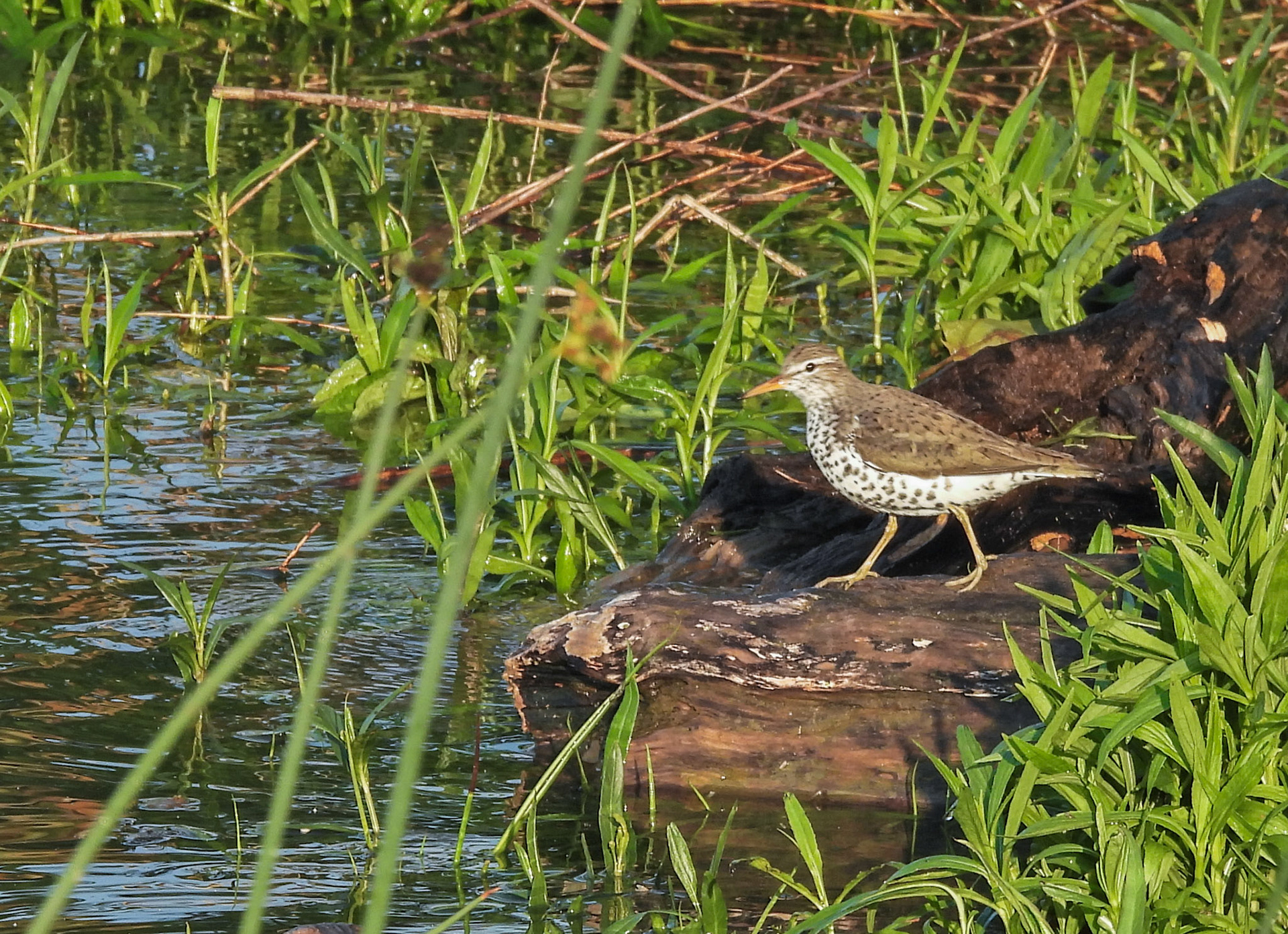 A Spotted Sandpiper in its spotted breeding plumage.  These wading birds eat mostly invertebrates, but also crustaceans and fish.