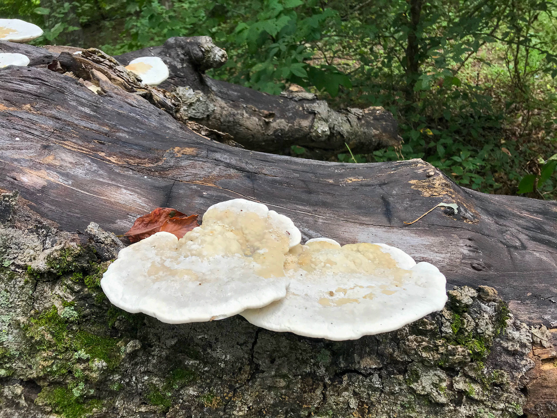 Accotink Bay Wildlife Refuge, Virginia